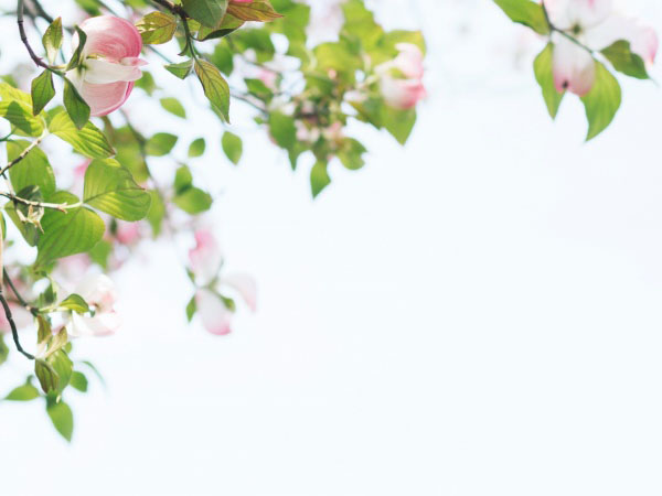 为什么猫不愿意吹空调？介绍猫咪对空调的方法